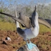 booby_bluefooted_nsey_v_0096_ecu0292.jpg